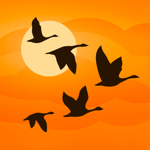 Birds Near Me 2 app icon